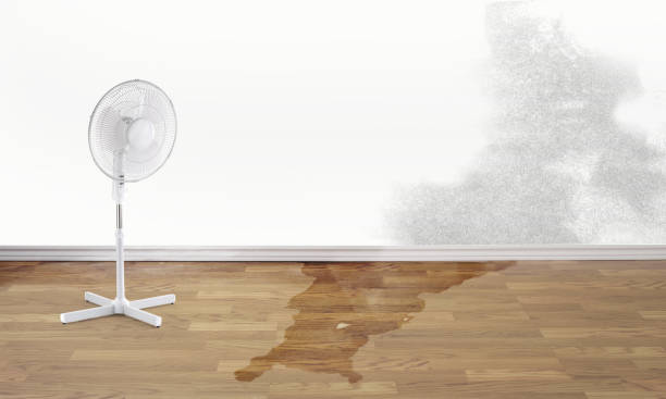 Best Professional water damage repair  in St Matthews, SC